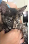 Kiki