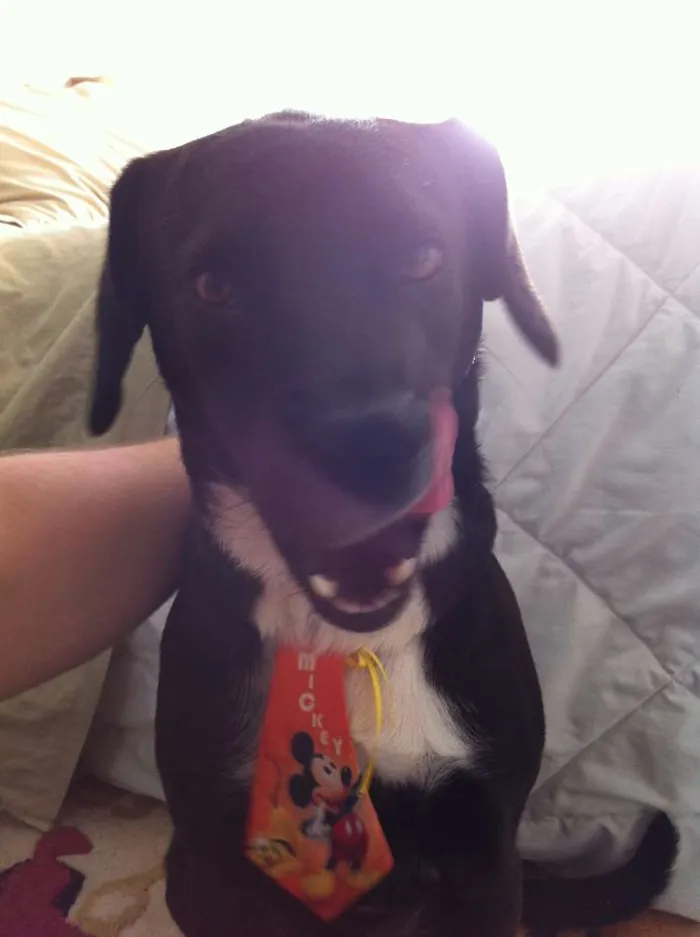 Cachorro ra a sem raça idade 7 a 11 meses nome sem nome