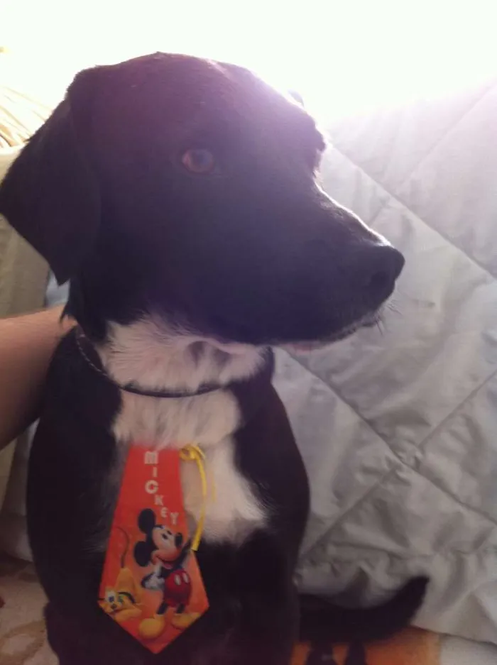 Cachorro ra a sem raça idade 7 a 11 meses nome sem nome