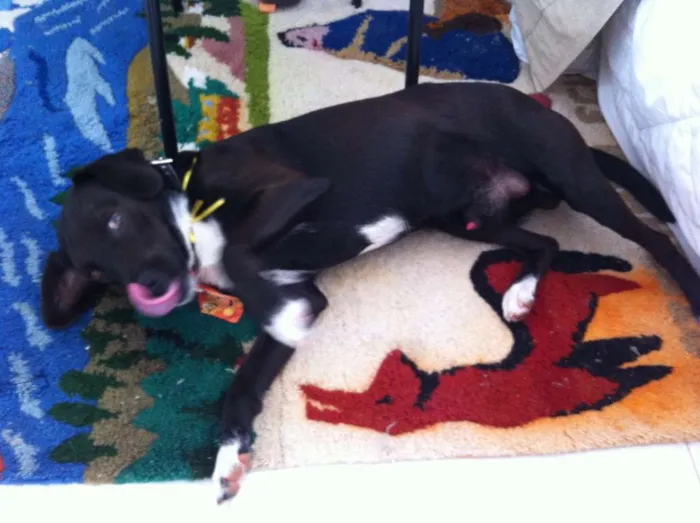 Cachorro ra a sem raça idade 7 a 11 meses nome sem nome