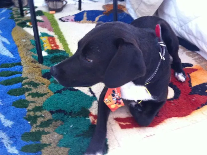 Cachorro ra a sem raça idade 7 a 11 meses nome sem nome