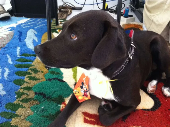 Cachorro ra a sem raça idade 7 a 11 meses nome sem nome