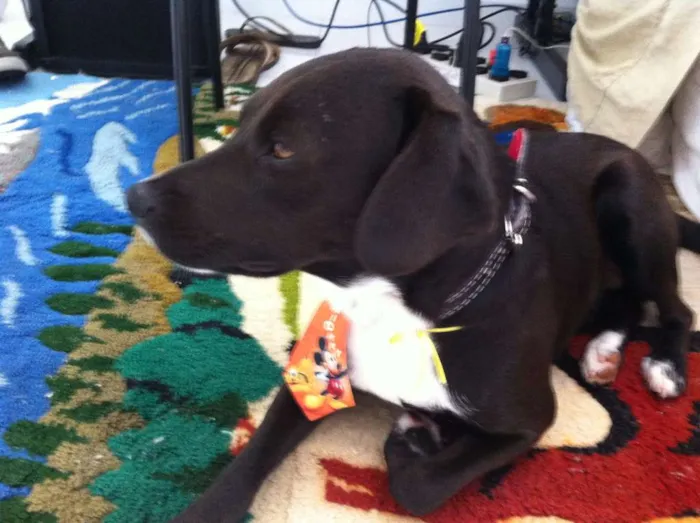 Cachorro ra a sem raça idade 7 a 11 meses nome sem nome