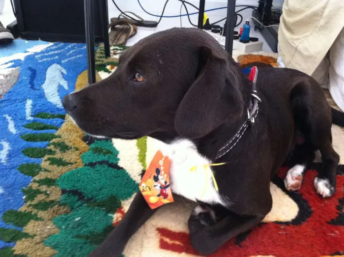 Cachorro ra a sem raça idade 7 a 11 meses nome sem nome