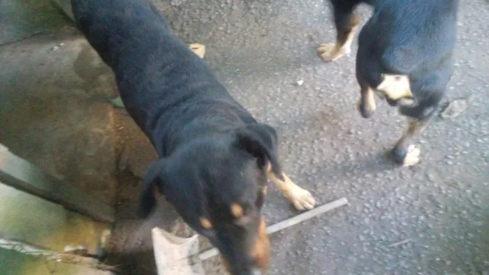 Cachorro ra a Rotweiller com pastor alemão idade  nome Kiko e Drika