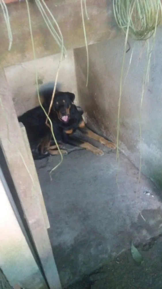 Cachorro ra a Rotweiller com pastor alemão idade  nome Kiko e Drika