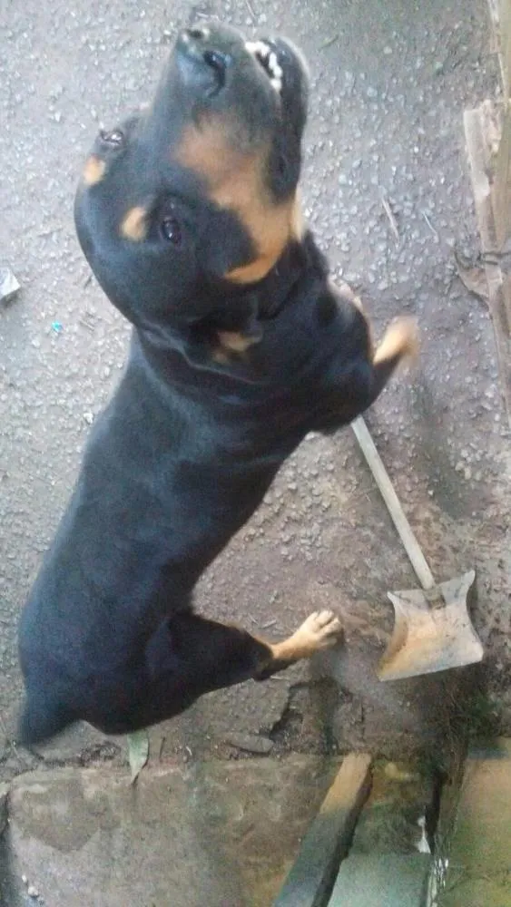 Cachorro ra a Rotweiller com pastor alemão idade  nome Kiko e Drika