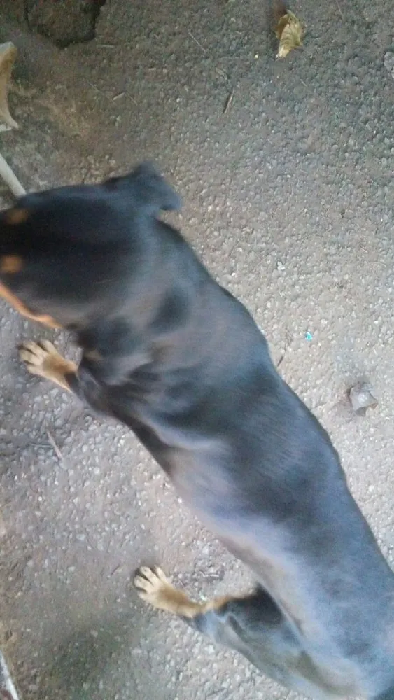 Cachorro ra a Rotweiller com pastor alemão idade  nome Kiko e Drika