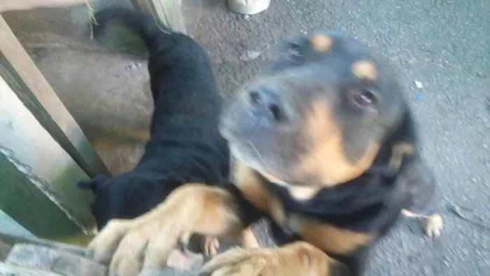 Cachorro ra a Rotweiller com pastor alemão idade  nome Kiko e Drika