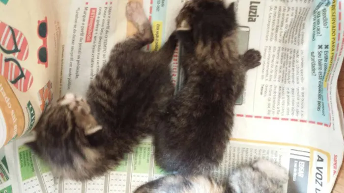 Gato raça  idade Abaixo de 2 meses nome Diversos