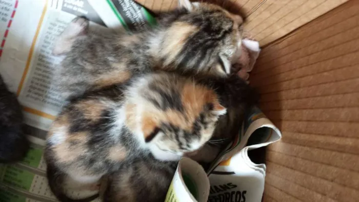 Gato raça  idade Abaixo de 2 meses nome Diversos
