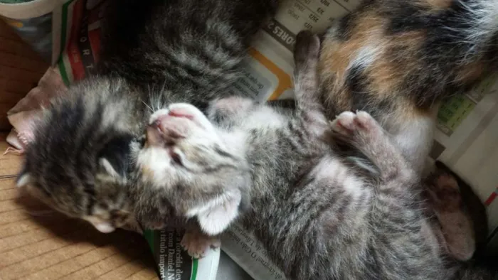 Gato raça  idade Abaixo de 2 meses nome Diversos