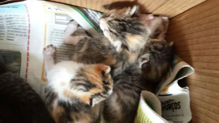Gato raça  idade Abaixo de 2 meses nome Diversos
