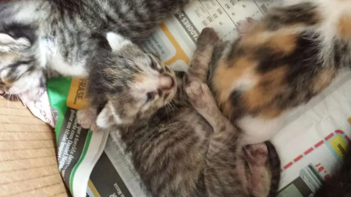Gato raça  idade Abaixo de 2 meses nome Diversos