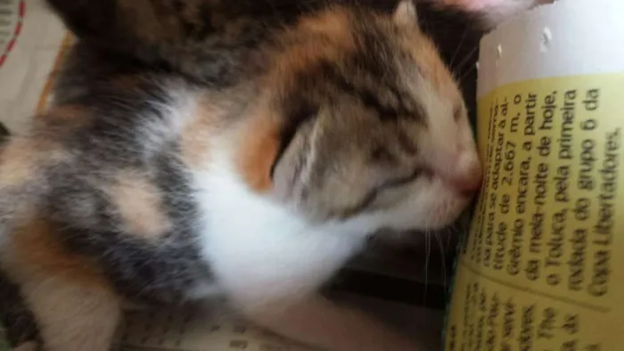 Gato raça  idade Abaixo de 2 meses nome Diversos