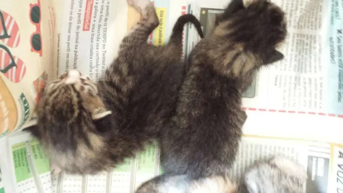 Gato raça  idade Abaixo de 2 meses nome Diversos
