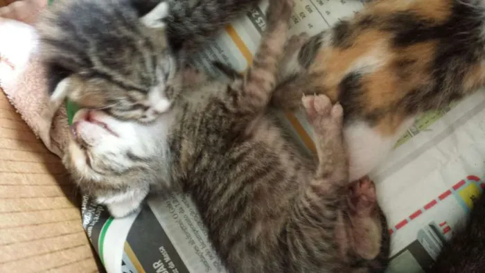Gato raça  idade Abaixo de 2 meses nome Diversos