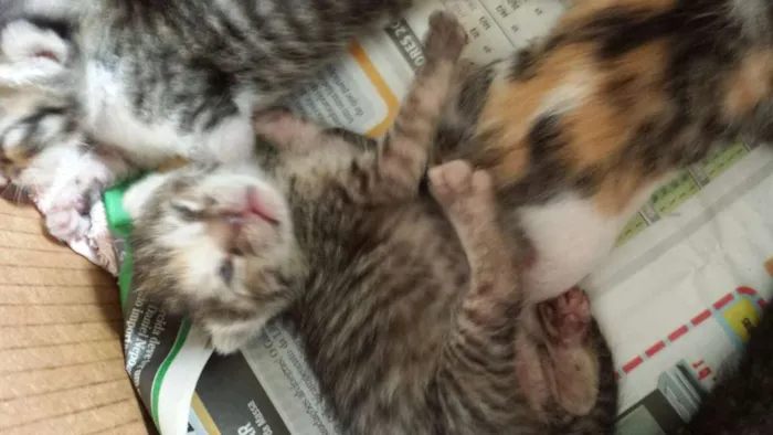 Gato raça  idade Abaixo de 2 meses nome Diversos