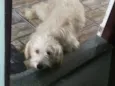 Safira