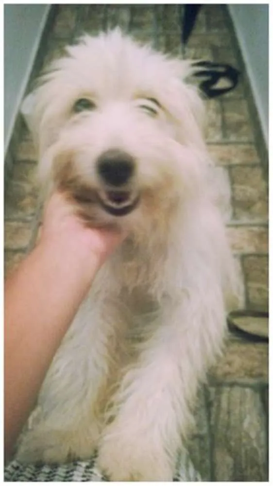 Cachorro ra a SRD idade 2 anos nome Safira