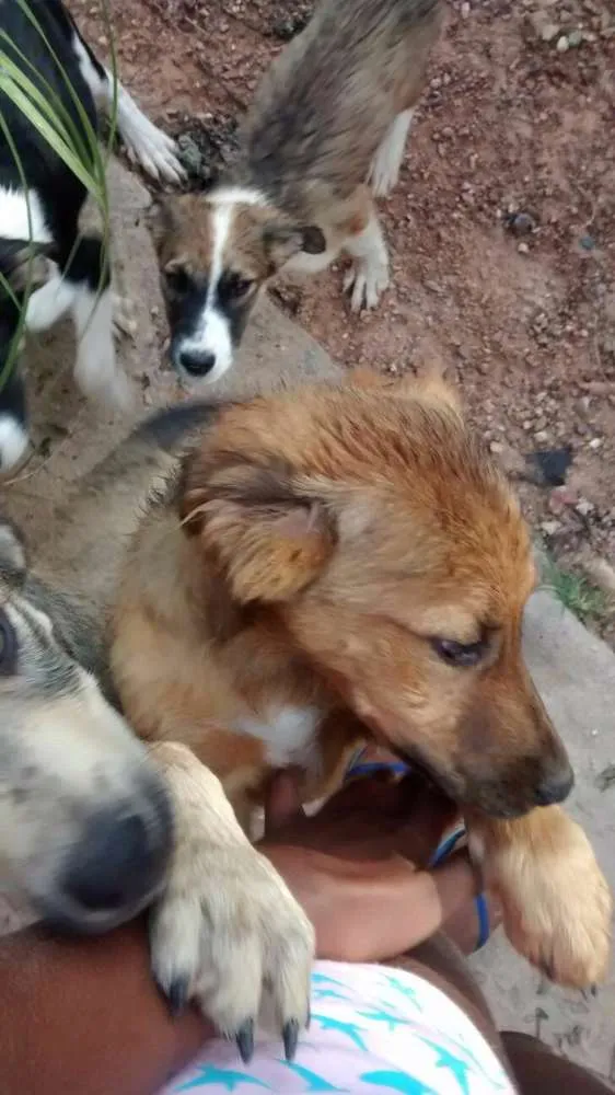 Cachorro ra a SRD idade 2 a 6 meses nome S/ NOME
