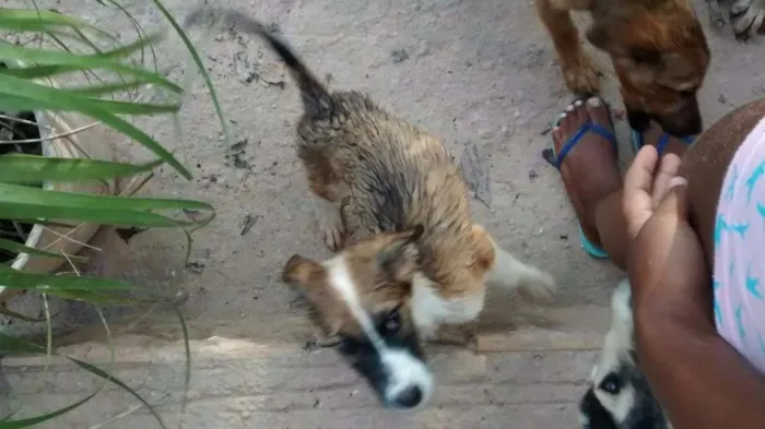 Cachorro ra a SRD idade 2 a 6 meses nome S/ NOME