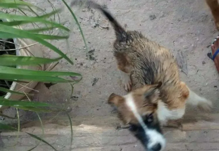 Cachorro ra a SRD idade 2 a 6 meses nome S/ NOME