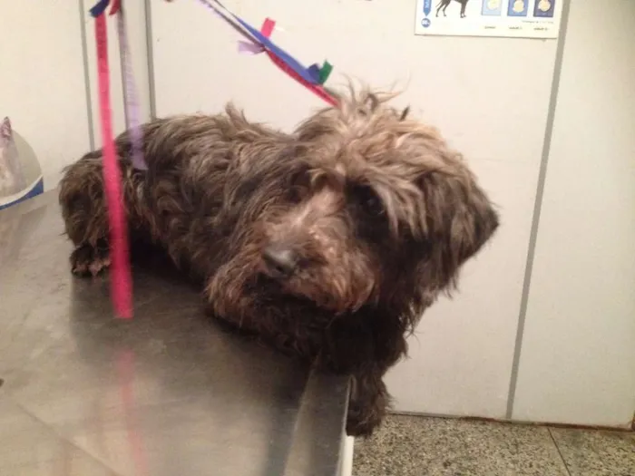 Cachorro ra a Vira lata idade 2 anos nome Tobias