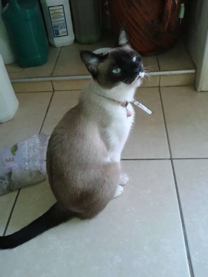 Gato ra a Siamês idade 3 anos nome Nina
