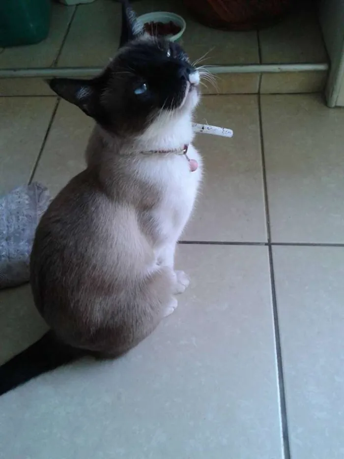 Gato ra a Siamês idade 3 anos nome Nina