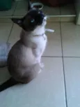 Nina