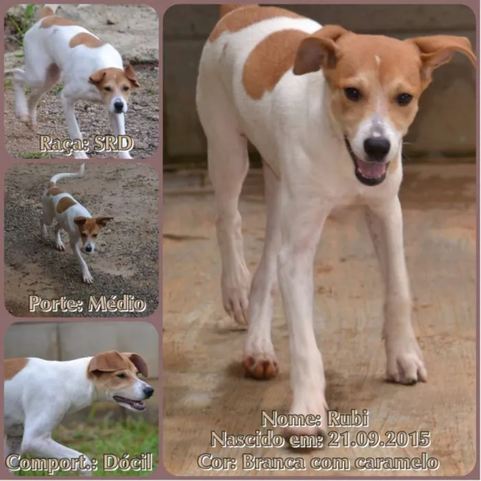 Cachorro ra a SRD idade 2 a 6 meses nome RUBI, Um tesouro!