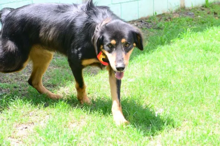 Cachorro ra a SRD idade 5 anos nome ZÉ GRANDÃO, Um fofão!