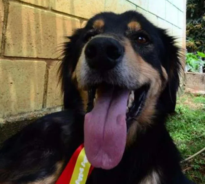 Cachorro ra a SRD idade 5 anos nome ZÉ GRANDÃO, Um fofão!