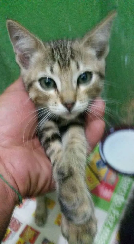 Gato ra a SDR idade Abaixo de 2 meses nome SEM NOMES