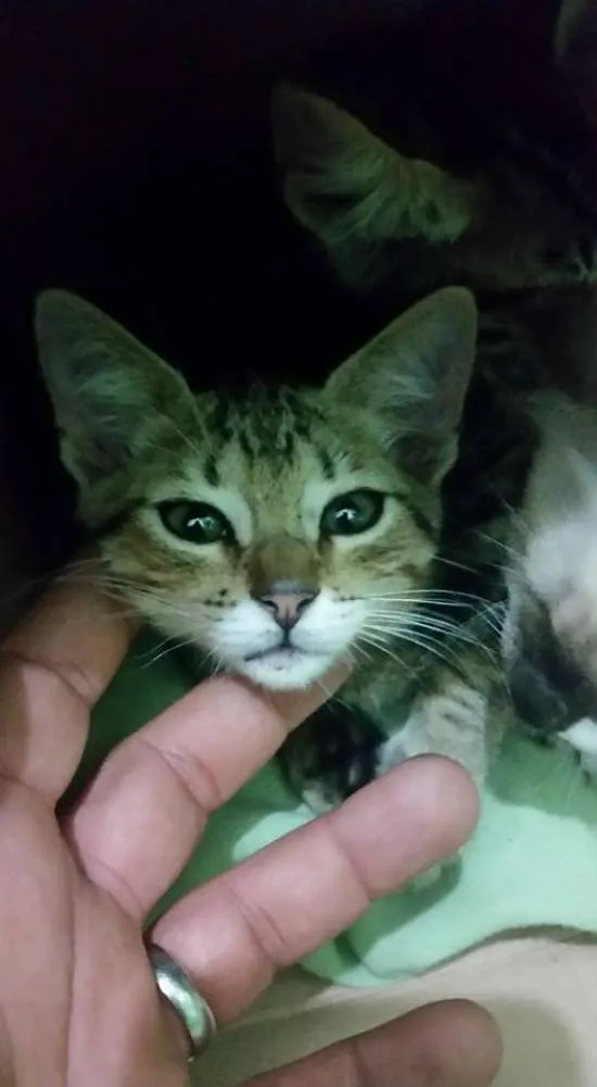 Gato ra a SDR idade Abaixo de 2 meses nome SEM NOMES