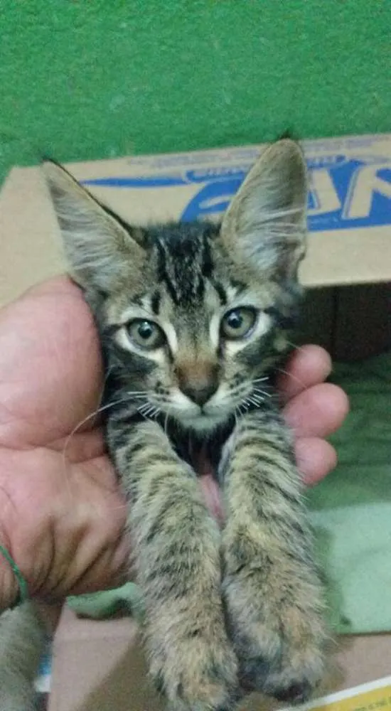 Gato ra a SDR idade Abaixo de 2 meses nome SEM NOMES