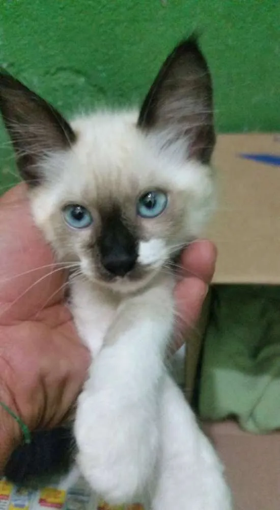 Gato ra a SDR idade Abaixo de 2 meses nome SEM NOMES