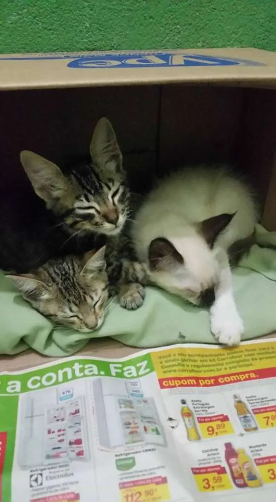 Gato ra a SDR idade Abaixo de 2 meses nome SEM NOMES