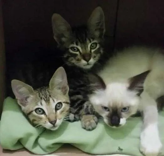 Gato ra a SDR idade Abaixo de 2 meses nome SEM NOMES