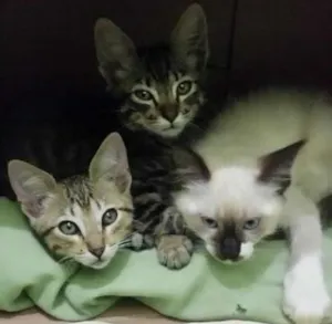 Gato raça SDR idade Abaixo de 2 meses nome SEM NOMES