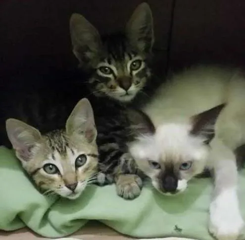 Gato ra a SDR idade Abaixo de 2 meses nome SEM NOMES