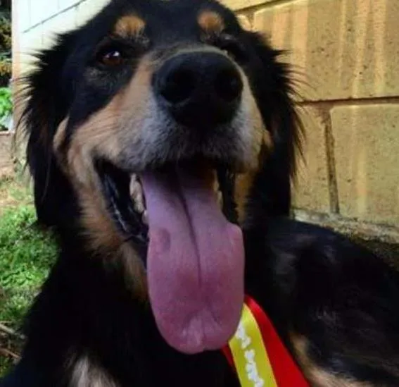 Cachorro ra a SRD idade 5 anos nome ZÉ GRANDÃO, Um fofão!