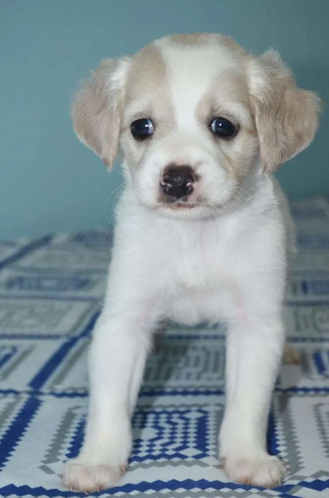 Cachorro ra a indefinida idade Abaixo de 2 meses nome sem nome