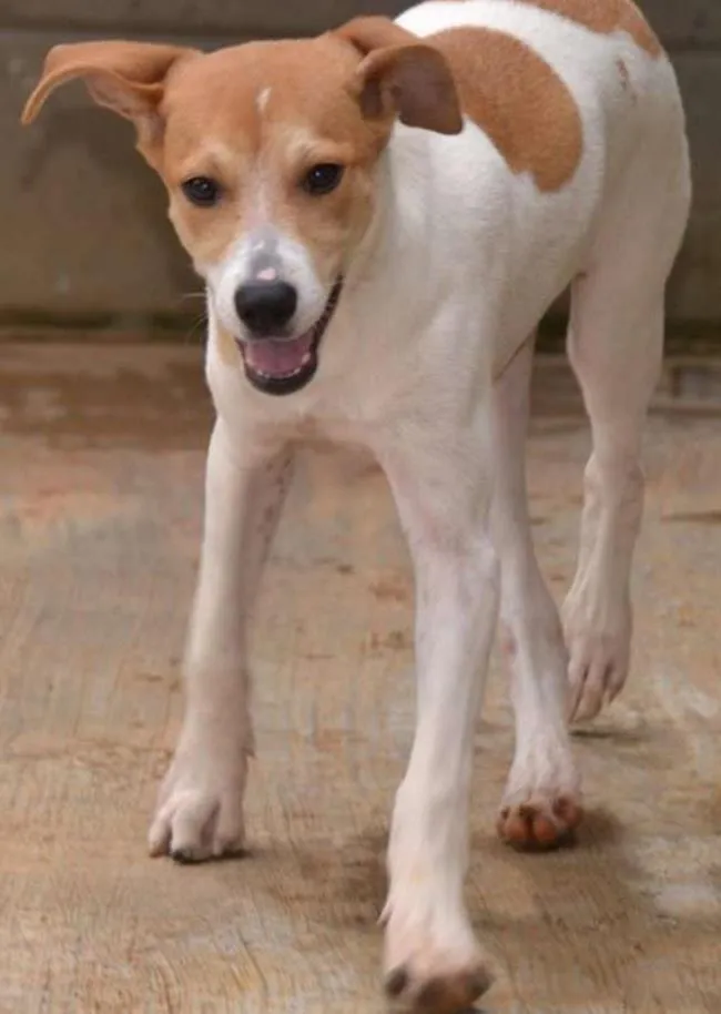 Cachorro ra a SRD idade 2 a 6 meses nome RUBI, Um tesouro!