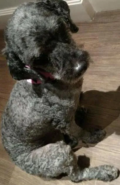Cachorro ra a Poodle idade  nome Sem Nome