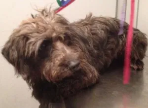 Cachorro raça Vira lata idade 2 anos nome Tobias