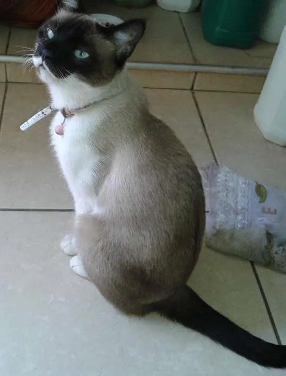 Gato ra a Siamês idade 3 anos nome Nina