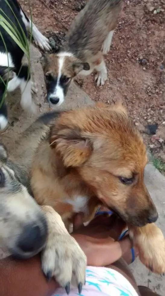 Cachorro ra a SRD idade 2 a 6 meses nome S/ NOME