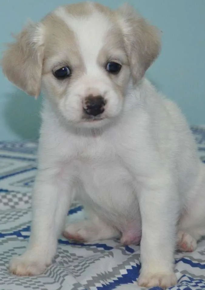 Cachorro ra a indefinida idade Abaixo de 2 meses nome sem nome